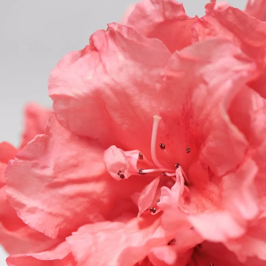 Hydraterend Serum^BABOR Balancerend serum