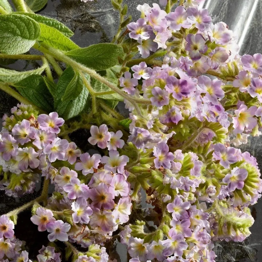 Italiaans Parfum|Amberparfum^Dolce&Gabbana Eau de Parfum Spray, Intense