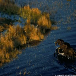 Damesparfum^GUERLAIN Eau de Parfum Spray, Mandarine Basilic Forte