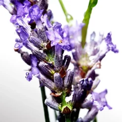 Lentegeuren|Fris Parfum^Davidoff Eau de Toilette Spray