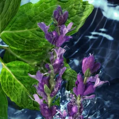 Lentegeuren|Fris Parfum^Davidoff Eau de Toilette Spray