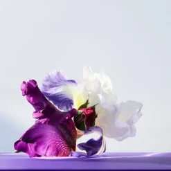 Luxe Damesparfum|Italiaans Parfum^Bvlgari Eau de Toilette Spray, Amethyste