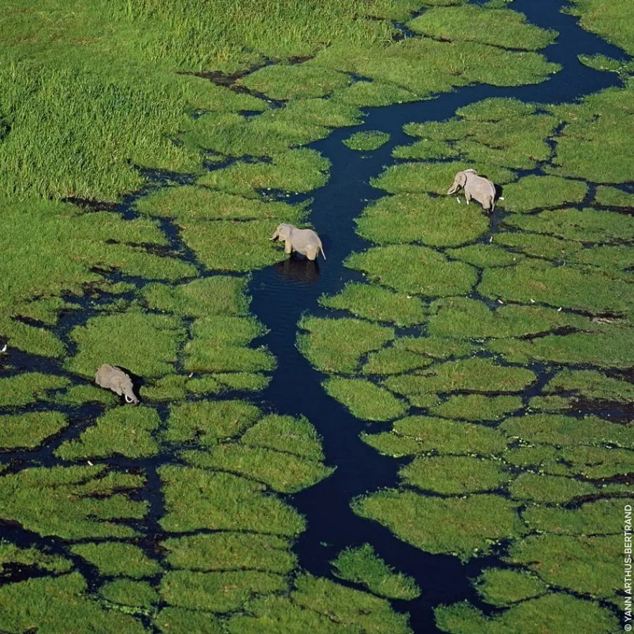 Frans Parfum|Damesparfum^GUERLAIN Eau de Toilette Spray, Flora Cherrysia