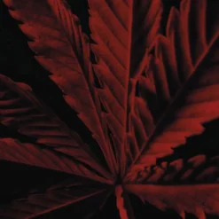 Frans Parfum|Herenparfum^GUERLAIN Eau de Toilette Spray Intense, L'Instinct