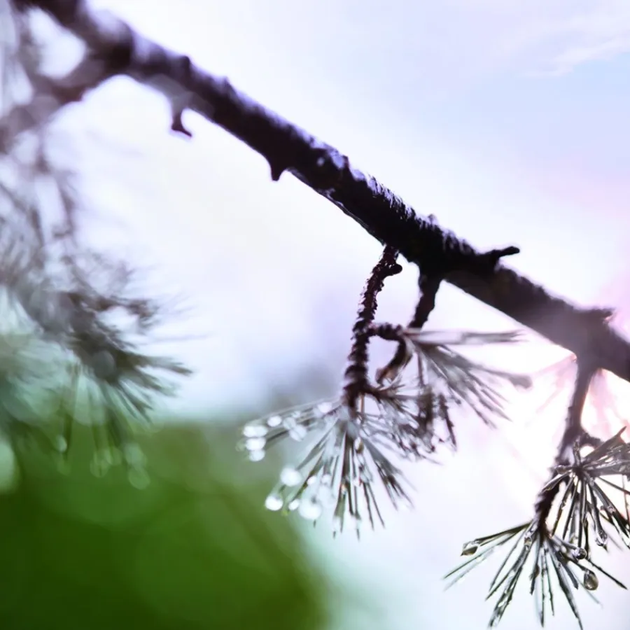 Luxe Damesparfum|Herenparfum^Maison Margiela Eau de Toilette Spray, When The Rain Stops