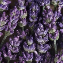 Fris Parfum|Douchegels Heren^Davidoff Geschenkset