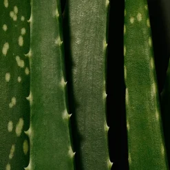 Hyaluronzuurserum|Hydraterend Serum^BABOR Moisture Glow Serum