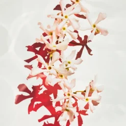 Bloemig Parfum|Damesparfum^Hugo Boss Parfum