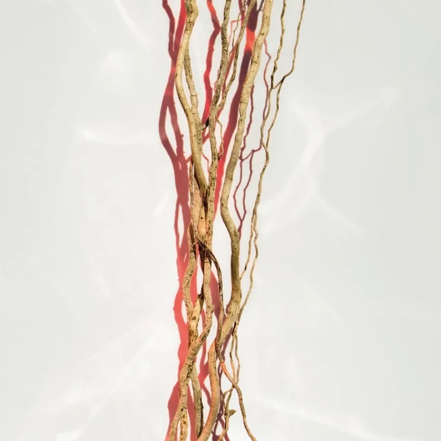 Bloemig Parfum|Damesparfum^Hugo Boss Parfum