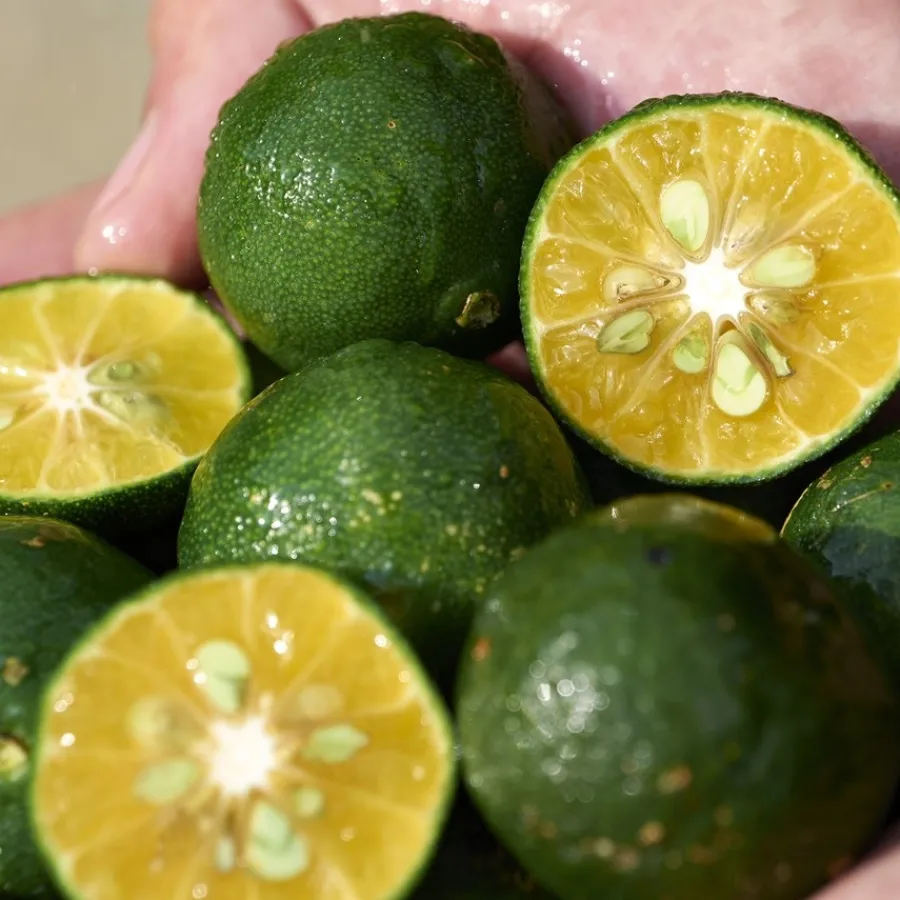 Reinigingsolie|Reinigingsgel^Shiseido Shikulime Gel-To-Oil Cleanser