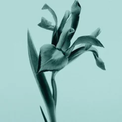 Douchegels Dames^Tiffany & Co. Shower Gel