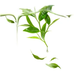 Sheet Maskers^Foreo Ufo Mask Green Tea